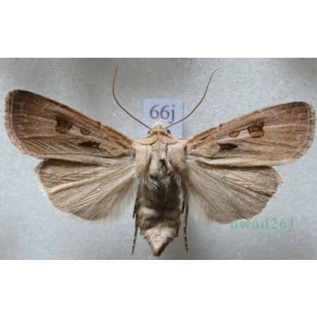 Agrotis exclamationis (Linnaeus, 1758) Rolnica czopówka Czech66j